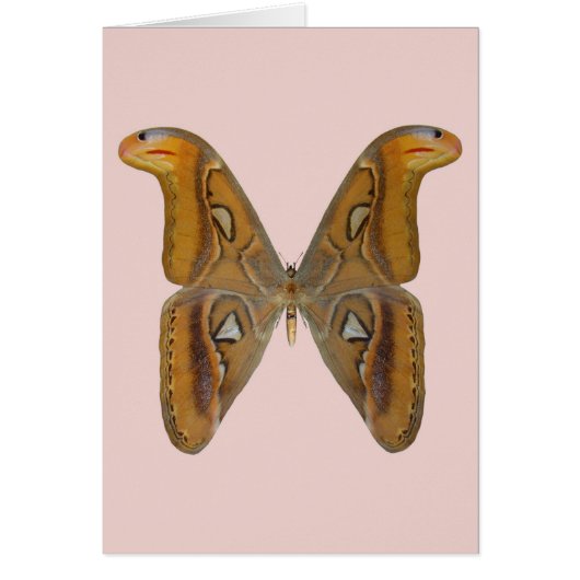 Atlas Moth (Front)