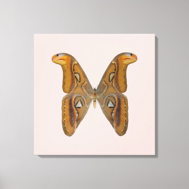 Atlas Moth Canvas Print (Front)