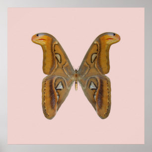 Atlas Moth Golden Wing Poster