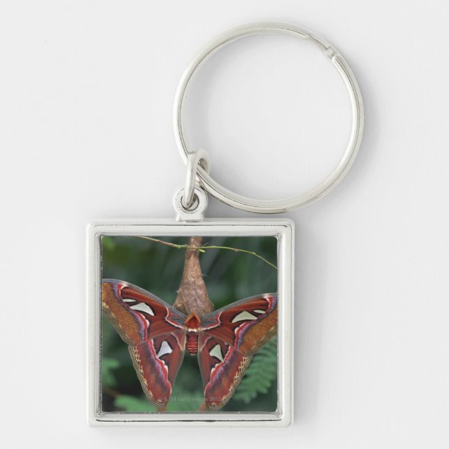Atlas moth keychain (Front)