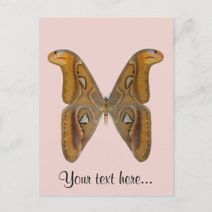 Atlas Moth Postcard