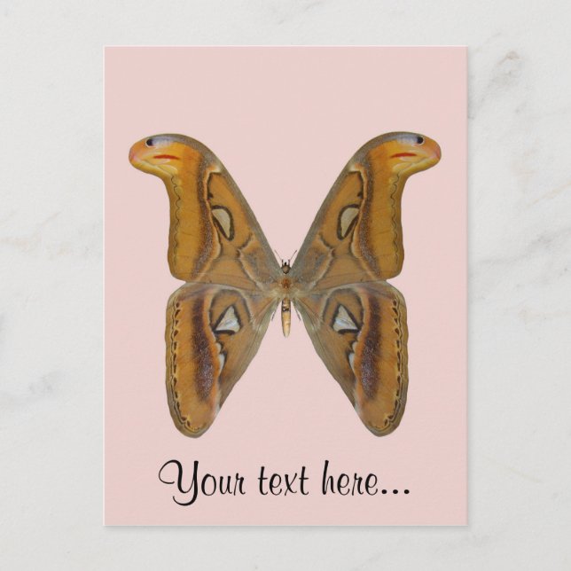 Atlas Moth Postcard (Front)