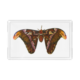 Atlas Moth - Snake Head Acrylic Tray