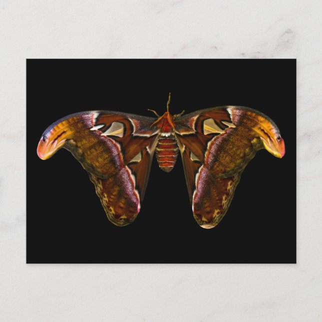 Atlas Moth - Snake Head Postcard (Front)