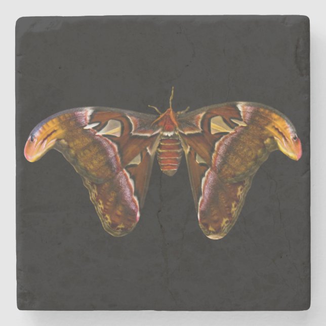 Atlas Moth - Snake Head Stone Coaster (Front)