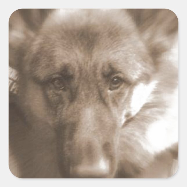 Atlas the Wonderdog Square Sticker (Front)