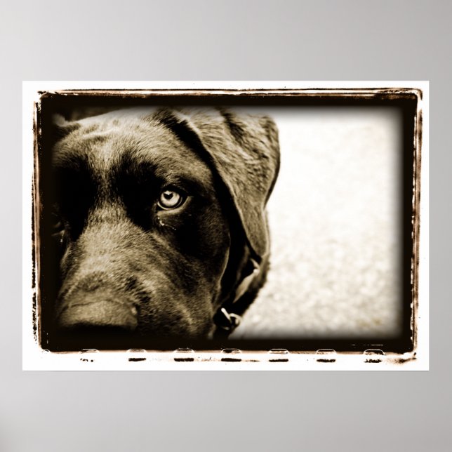 Atomic Cerebellum : Stray Poster (Front)