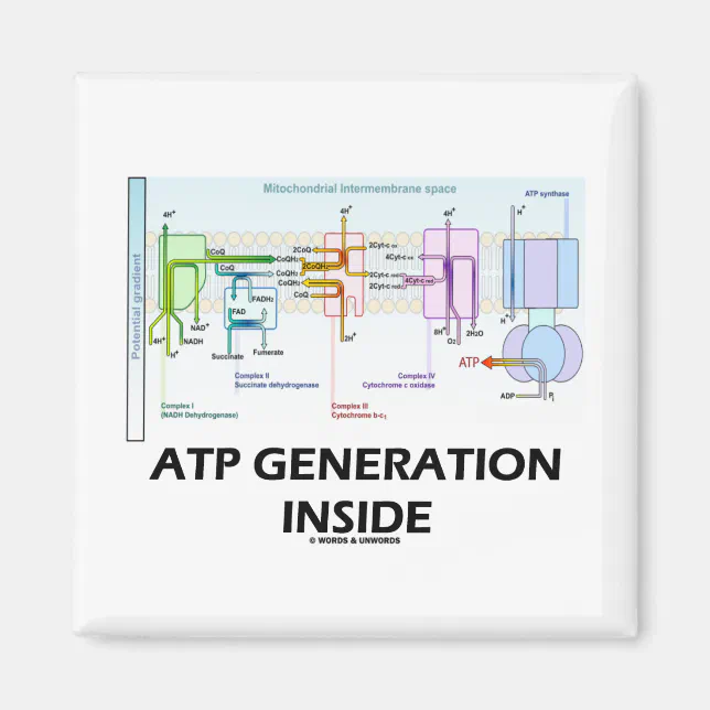 ATP Generation Inside (Electron Transport Chain) Magnet | Zazzle