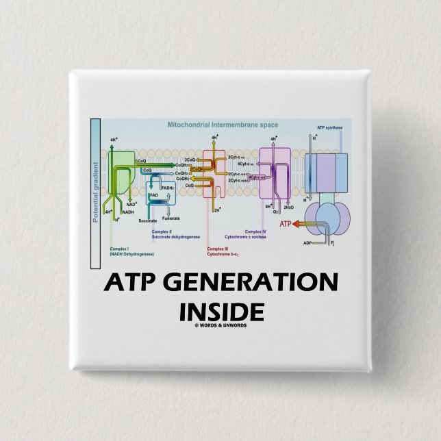ATP Generation Inside (Electron Transport Chain) Pinback Button (Front)