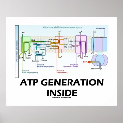 ATP Generation Inside Electron Transport Chain Poster