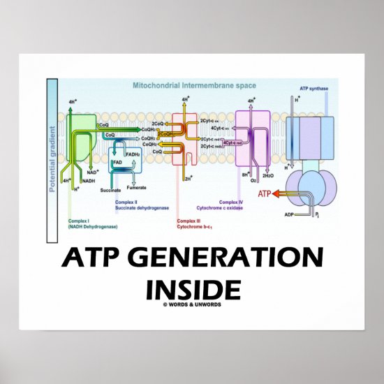 ATP Generation Inside Electron Transport Chain Poster