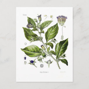 Atropa belladonna (Deadly Nightshade) Postcard