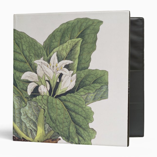Atropa mandragora 3 ring binder (Front/Inside)