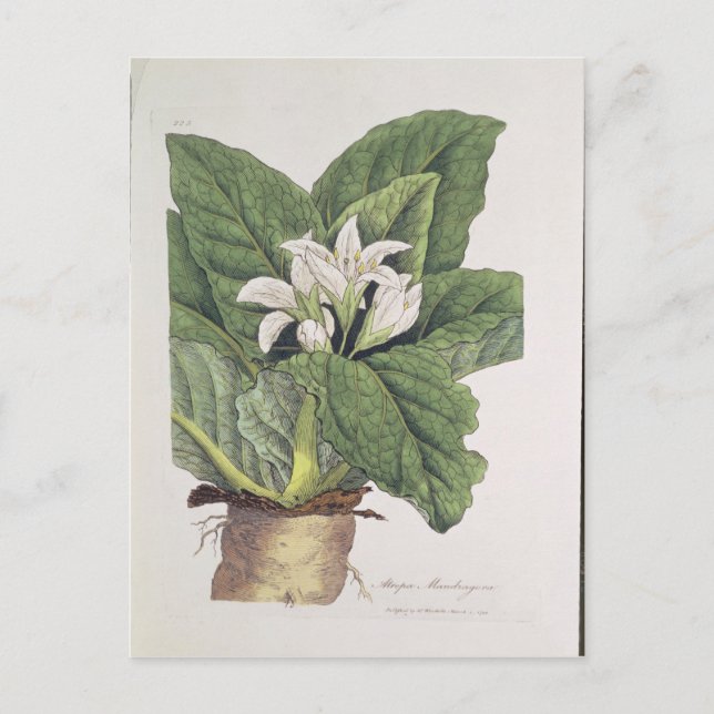Atropa mandragora postcard (Front)