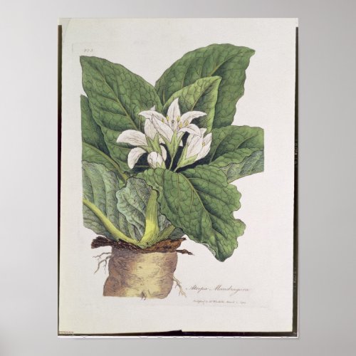 Atropa mandragora poster