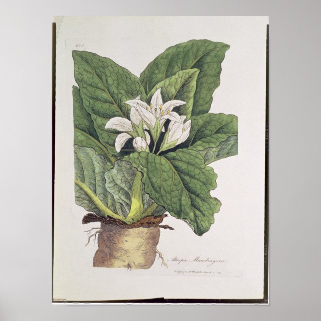 Atropa mandragora poster (Front)