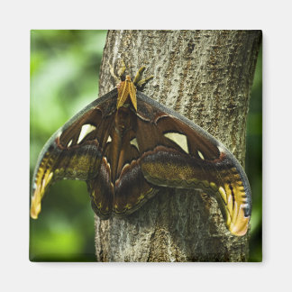 Attacus Atlas Magnet