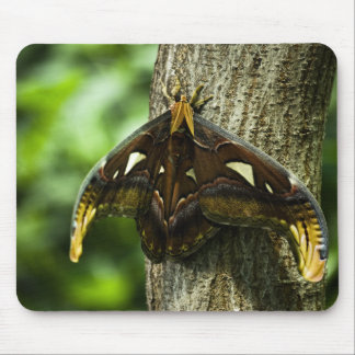 Attacus Atlas Mousepad