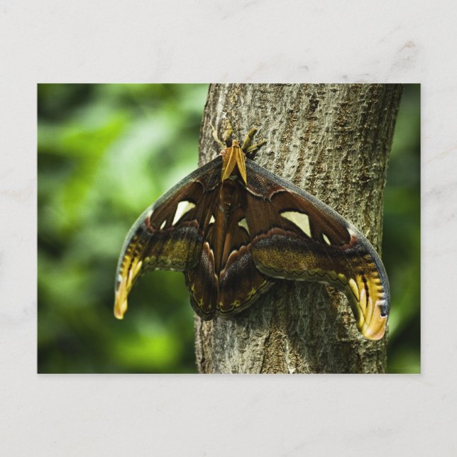 Attacus Atlas Postcard (Front)