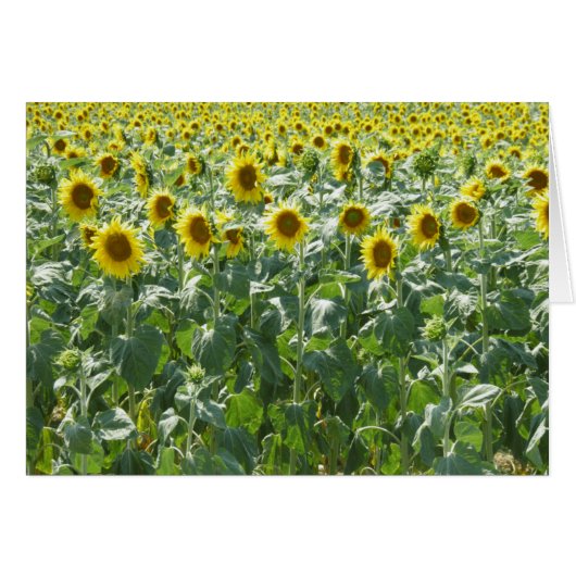 Attention (Front Horizontal)