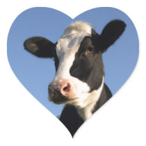 Attentive cow heart sticker