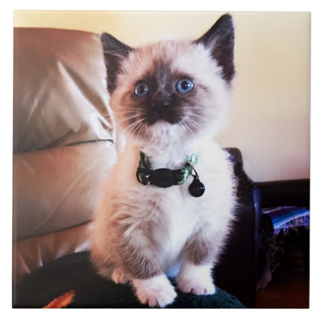 Attentive Cute Siamese Kitty | Animal Photography Tile (Front)