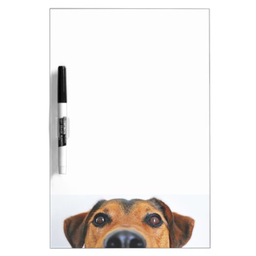 Attentive dogs nose dry erase board