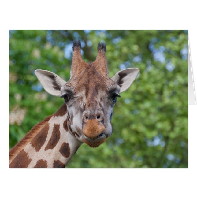Attentive Giraffe Cards (Front Horizontal)
