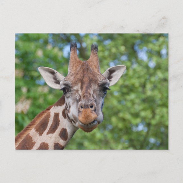 Attentive Giraffe Postcard (Front)