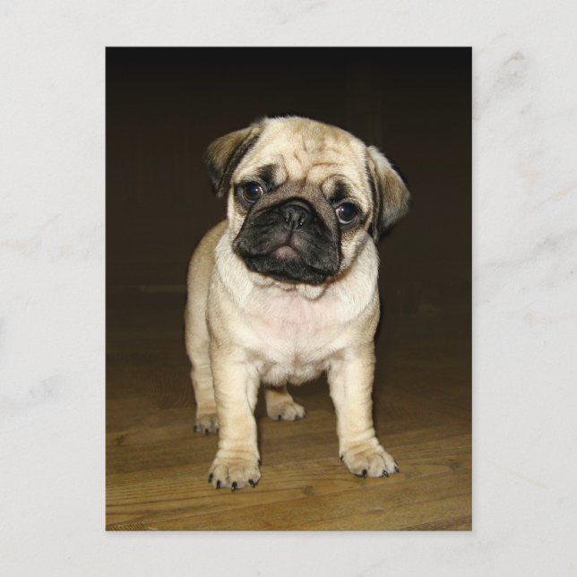 Attentive Pug Postcard (Front)