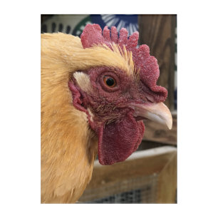 Attentive Red Comb Chicken Photo Acrylic Print
