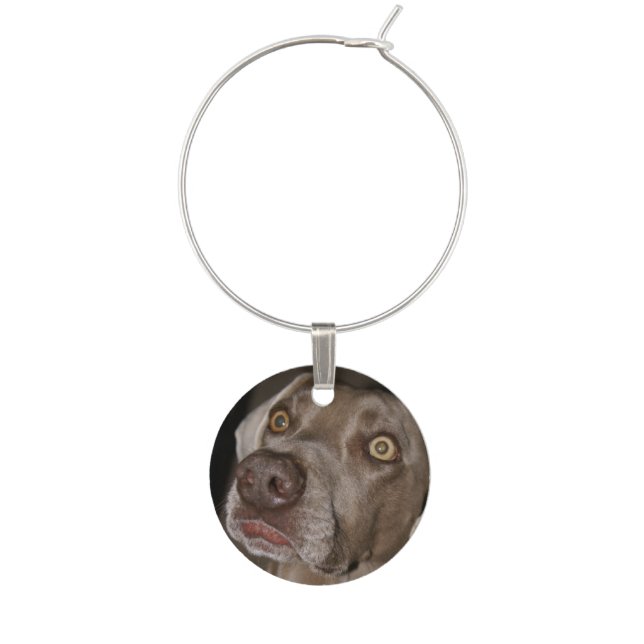 Attentive Weimaraner Close Up Photograph Wine Charm (Front)