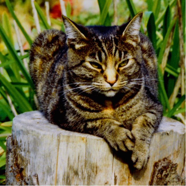 Attitude Cat Cutout (Front)