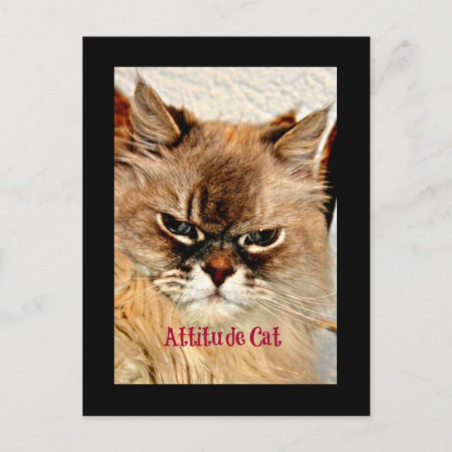 Attitude Cat Postcard (Front)