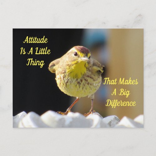 Attitude Postcard _ Palm Warbler Bird