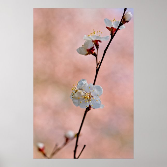Attractive Japanese Apricot Flowers Poster (Front)