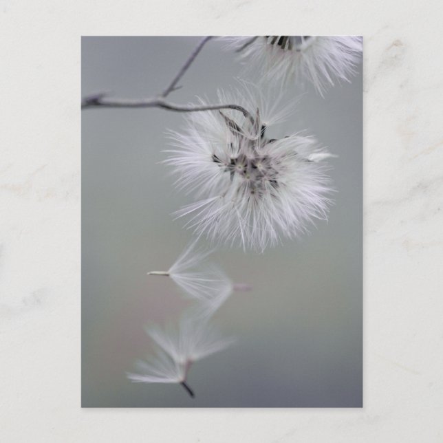 Au Revoir Autumn flower Seeds leaving CC0092 Postcard (Front)
