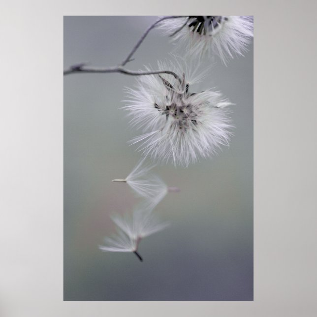 Au Revoir Autumn flower Seeds leaving CC0116 Poster (Front)