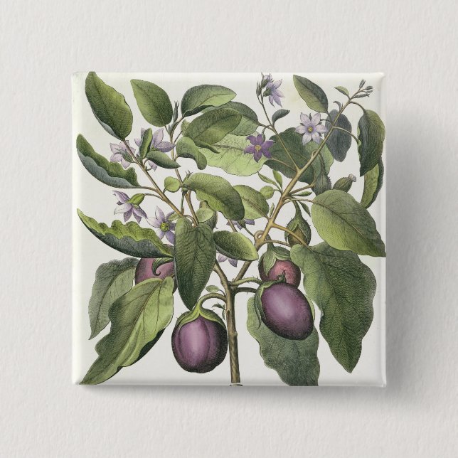 Aubergine: Melanzana fructu pallido, from the 'Hor Button (Front)
