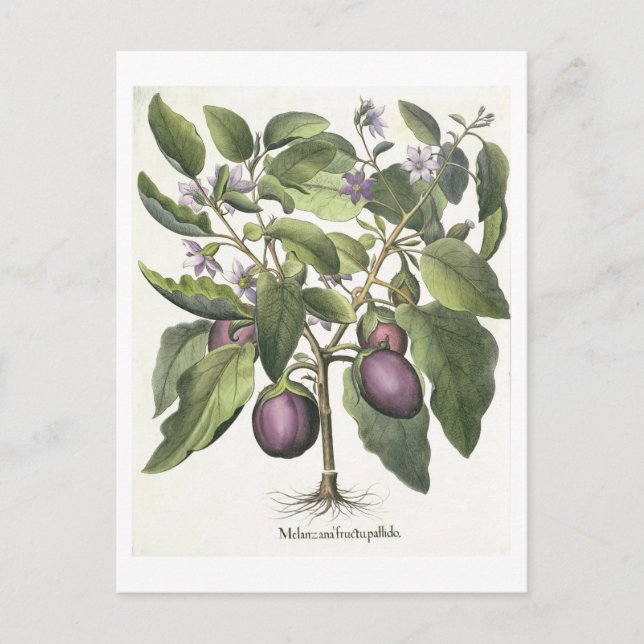 Aubergine: Melanzana fructu pallido, from the 'Hor Postcard (Front)