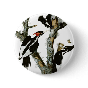 Aububon's Ivory-billed Woodpecker in Ash tree Button