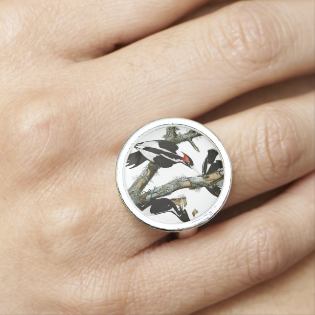 Aububon's Ivory-billed Woodpecker in Ash tree Ring (In Situ)