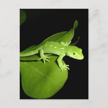 Auckland Green Gecko Postcard by thecoveredbridge at Zazzle