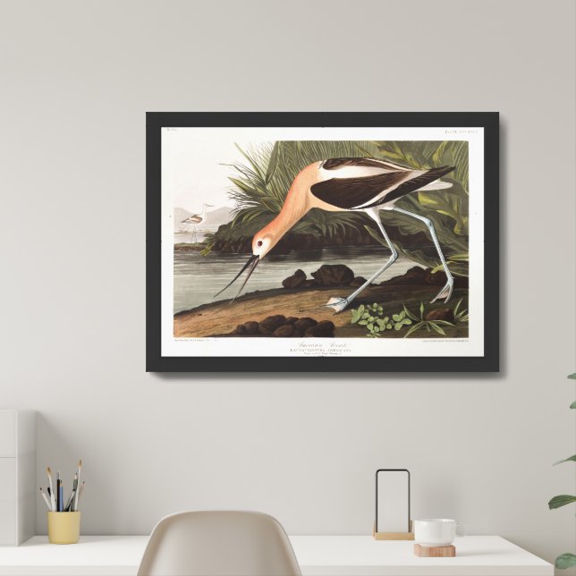 Audobon American Avocet Framed Art (Home Office)
