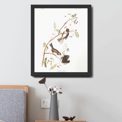Audobon Boreal Chickadees Canadian Titmouse Framed Art