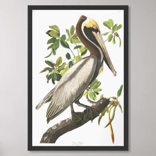 Audobon Brown Pelican Framed Art