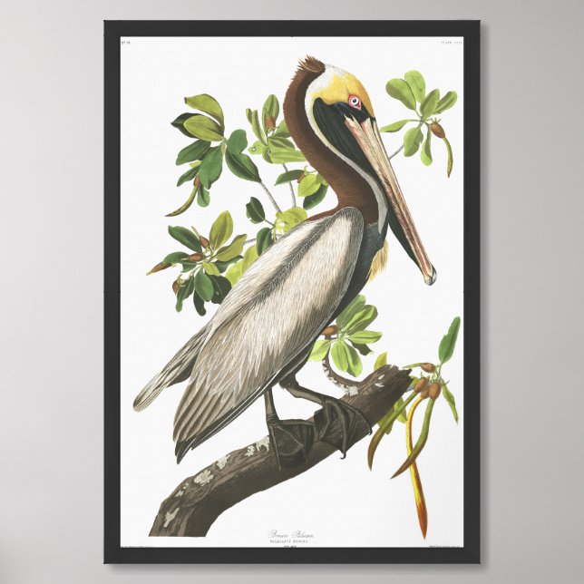 Audobon Brown Pelican Framed Art (Framed Front)