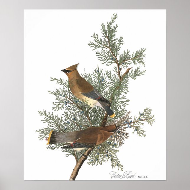 Audobon Cedar Waxwing (Cedar Bird) Framed Art (Front)
