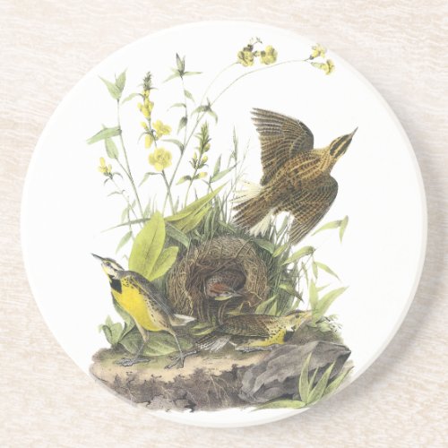 Audobon Eastern Meadowlark Sandstone Coaster