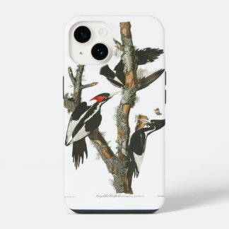 Audobon Extinct Ivory-Billed Woodpecker iPhone 14 Case